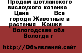 Продам шотланского вислоухого котенка › Цена ­ 10 000 - Все города Животные и растения » Кошки   . Вологодская обл.,Вологда г.